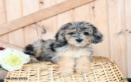 Miniature Poodle dogs for sale: Miniature Poodle 8 puppies - Image 21