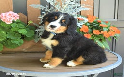 Bernese Mountain Dog dogs for sale: Max - Image 2