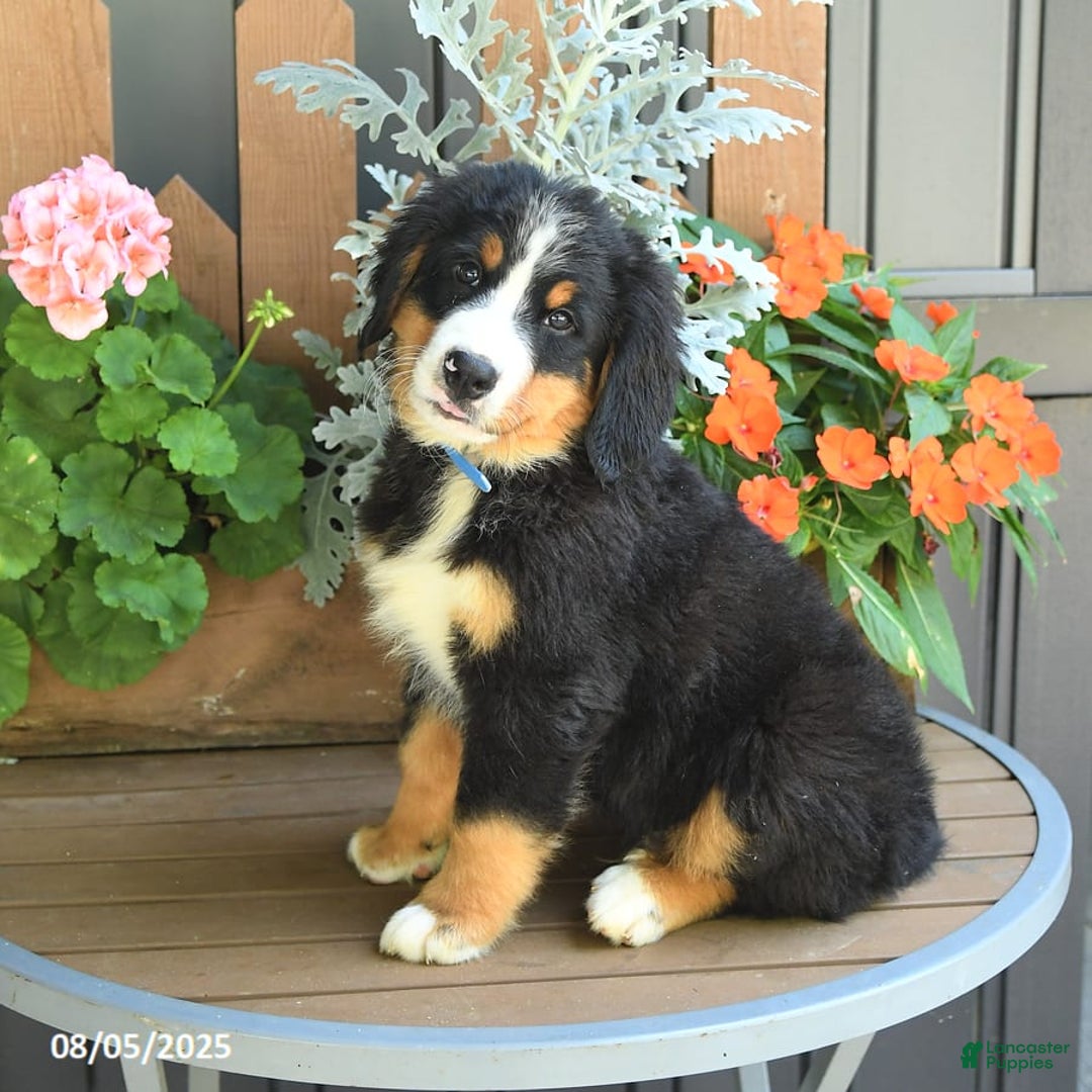 Bernese Mountain Dog dogs for sale: Max - Image 2