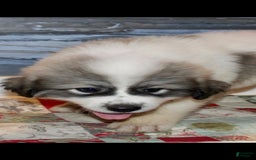 Great Pyrenees dogs for sale: Yellow - Image 10