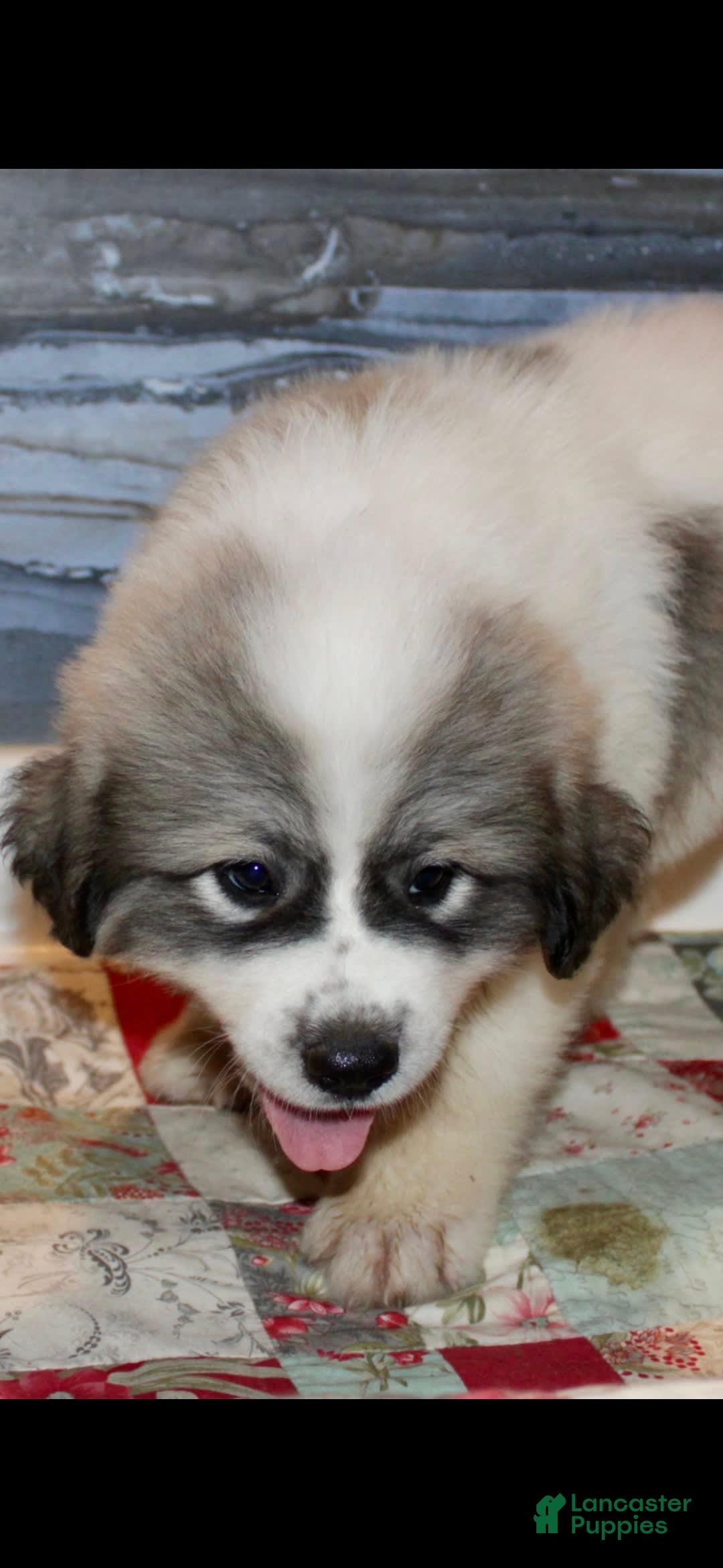 Great Pyrenees dogs for sale: Yellow - Image 10