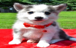 Pomsky dogs for sale: Carson - Image 2