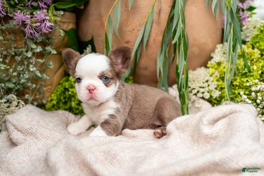 French Bulldog dogs for sale: Diamond - Image 2