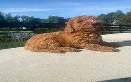 Mini Goldendoodle dogs for sale: Duke - Image 1