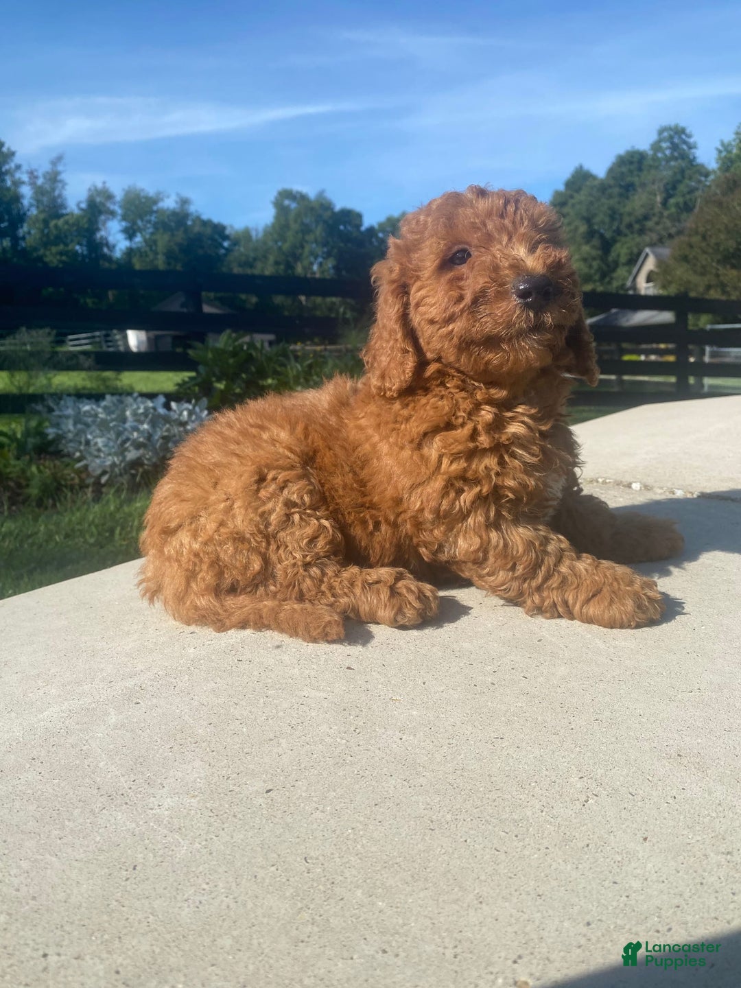 Mini Goldendoodle dogs for sale: Duke - Image 1