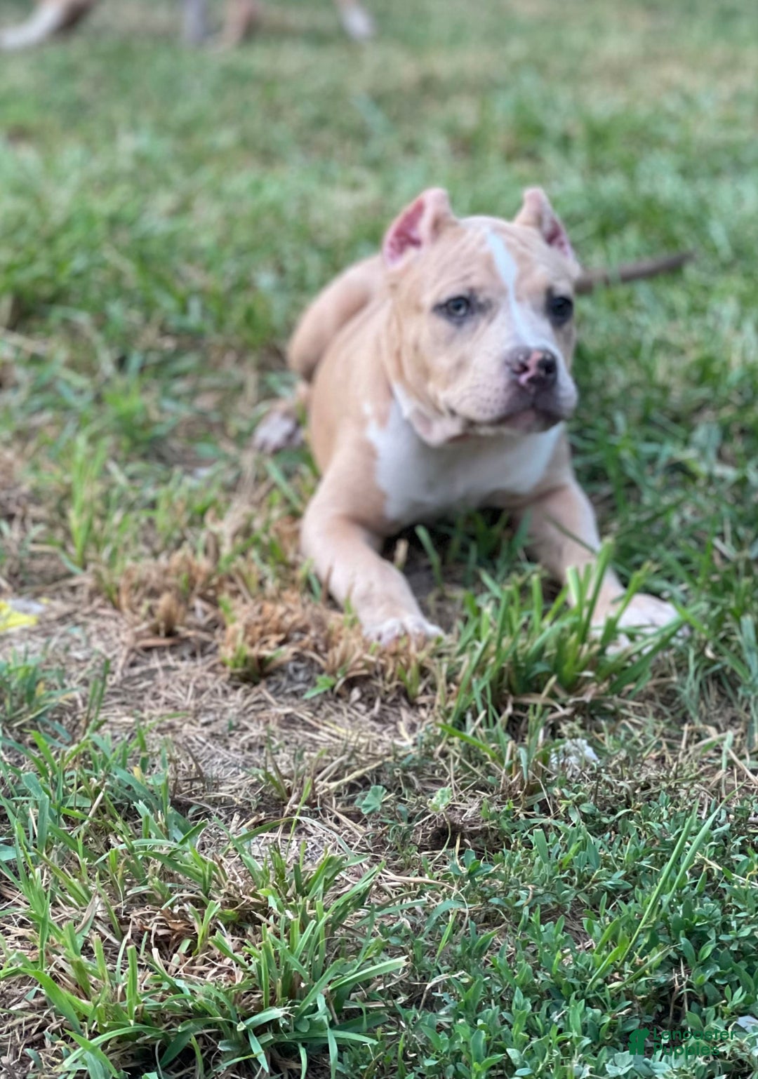 American Bully dogs for sale: Cleopatra - Image 4
