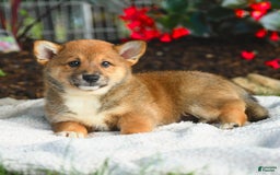 Shiba Inu dogs for sale: Hickory - Image 2