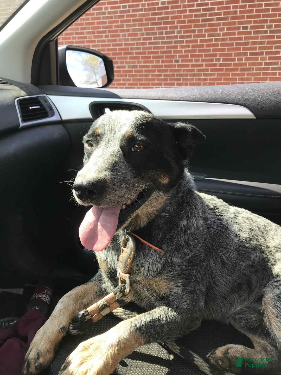 Australian Cattle Dog dogs for sale: Minnie - Image 4