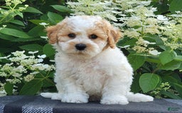 Bichpoo dogs for sale: Johnson - Image 1