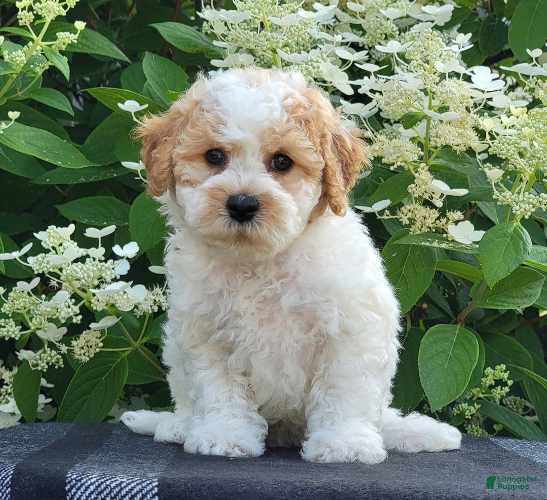Bichpoo dogs for sale: Johnson - Image 1
