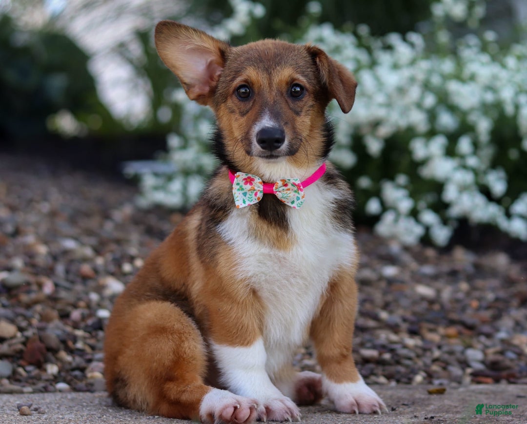 Welsh Corgi Pembroke dogs for sale: Daisy - Image 17