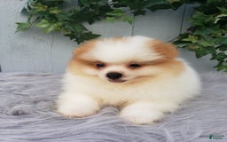 Pomeranian dogs for sale: Max - Image 2