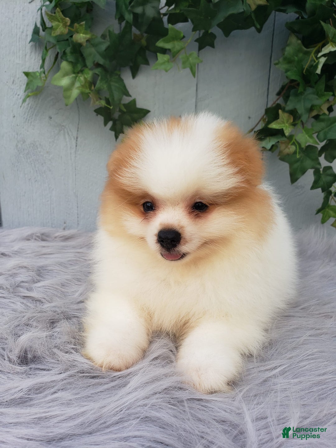 Pomeranian dogs for sale: Max - Image 2