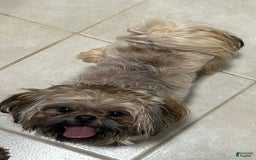 Shih Tzu dogs for sale: Ollie - Image 8