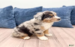 Australian Shepherd dogs for sale: Dakota - Image 4