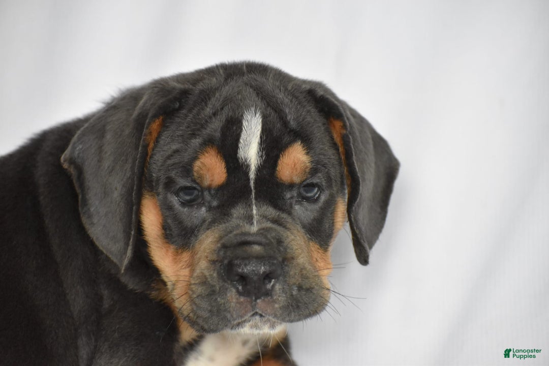Beabull dogs for sale: Duke - Image 3