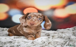 Miniature Dachshund dogs for sale: Easton - Image 3