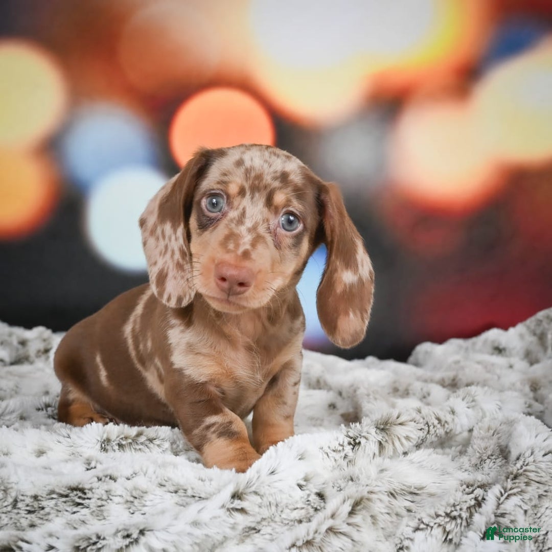 Miniature Dachshund dogs for sale: Easton - Image 3