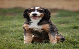 Mini Bernedoodle dogs for sale: Mindy - Image 5
