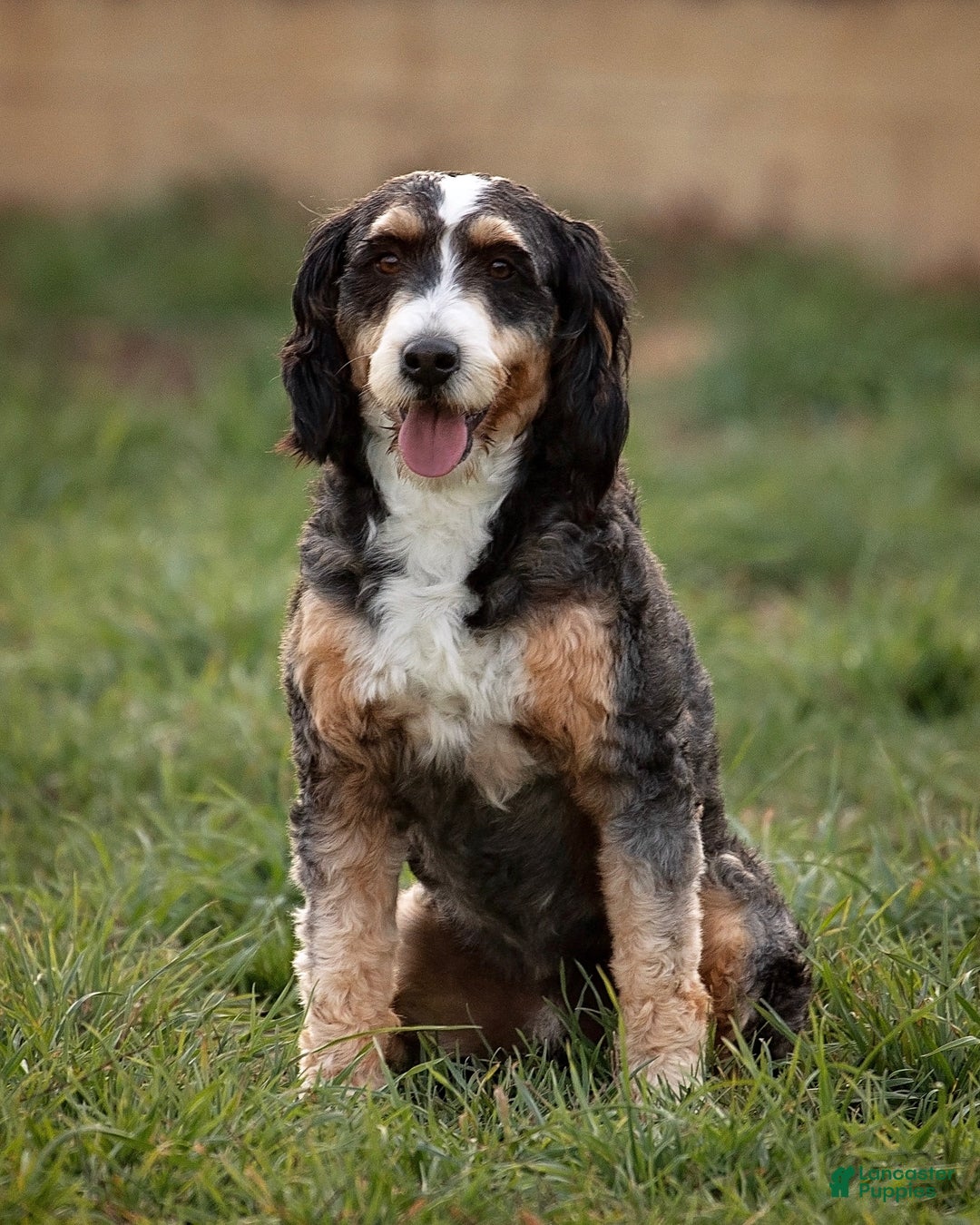 Mini Bernedoodle dogs for sale: Mindy - Image 5