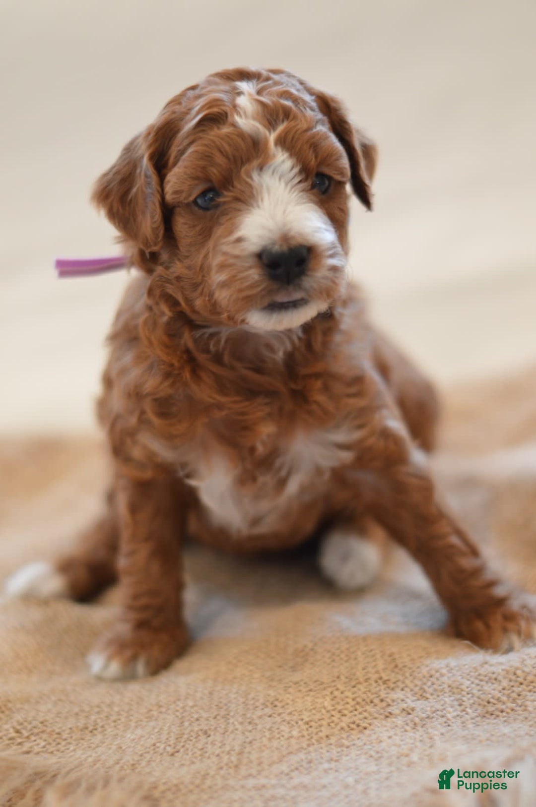 Goldendoodle dogs for sale: Canyon - Image 2