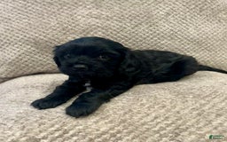 Cavapoo dogs for sale: Smokey - Image 8