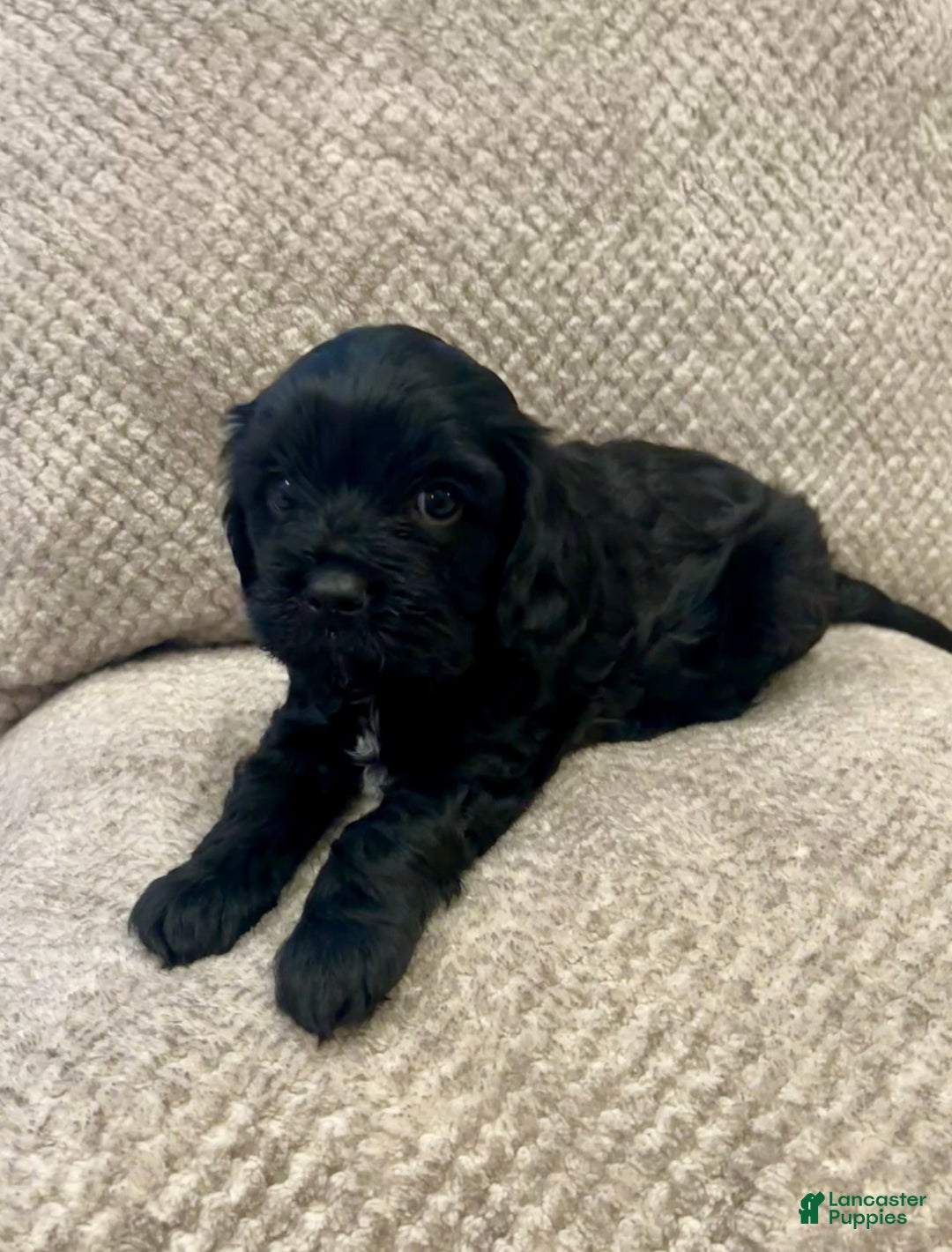 Cavapoo dogs for sale: Smokey - Image 8