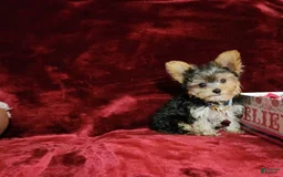 Yorkshire Terrier dogs for sale: PEANUT - Image 1