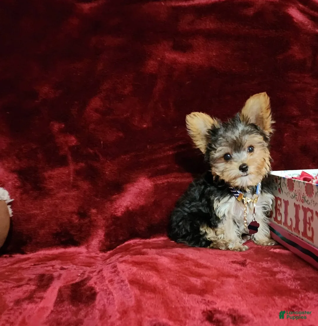 Yorkshire Terrier dogs for sale: PEANUT - Image 1