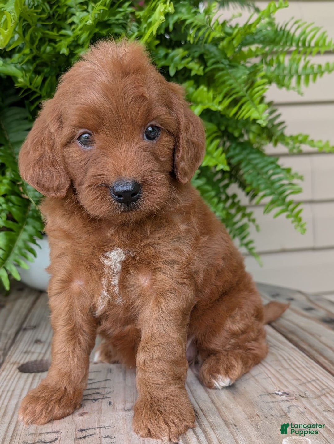 Mini Goldendoodle dogs for sale: Mini-wendy - Image 5
