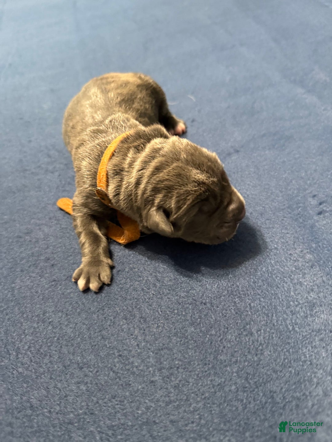 Cane Corso dogs for sale: Brownie - Image 4