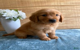 Golden Retriever dogs for sale: Lexi - Image 1