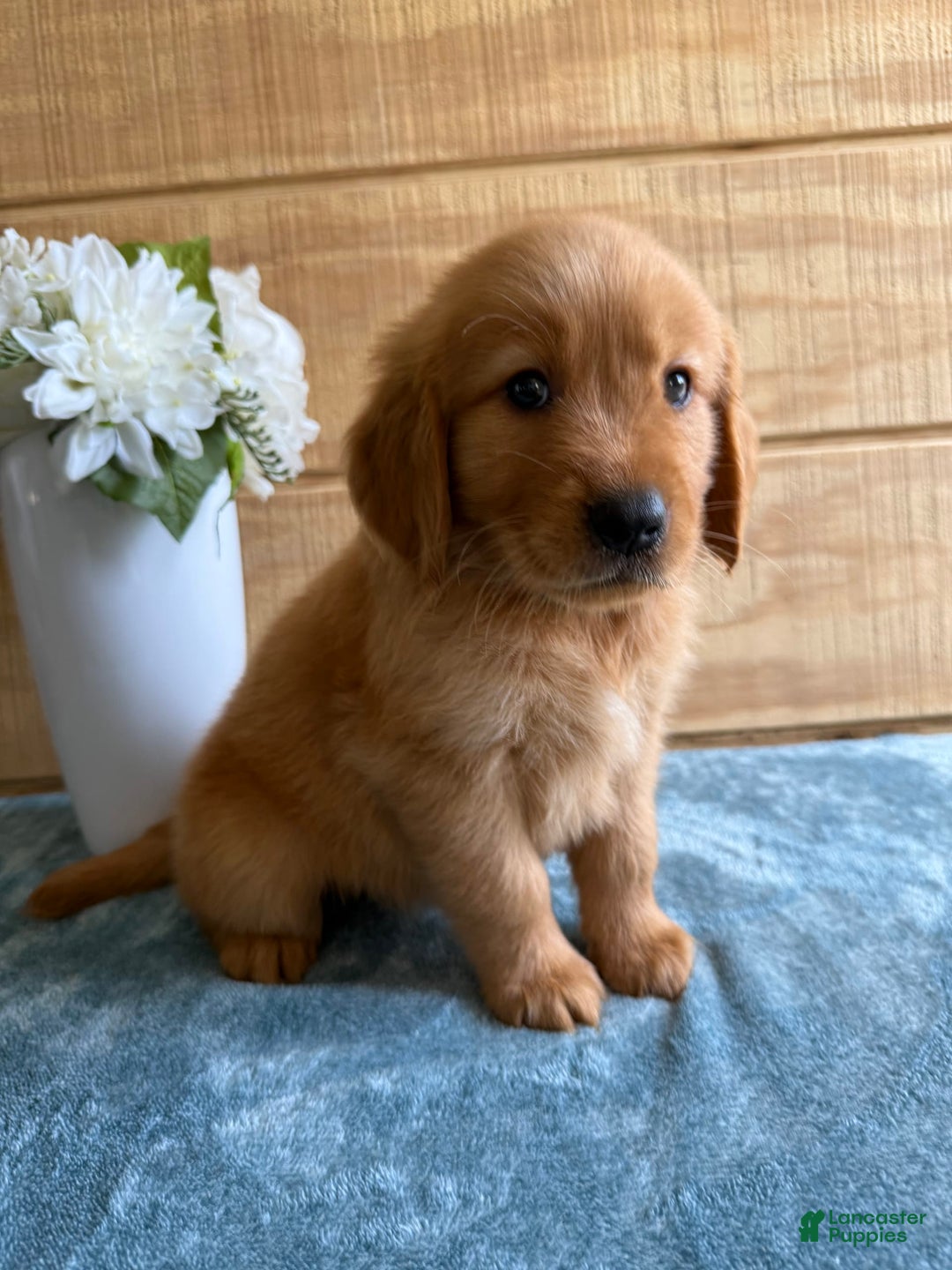 Golden Retriever dogs for sale: Lexi - Image 1