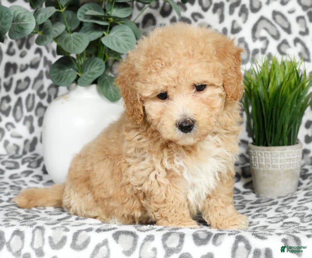 Bichpoo dogs for sale: Nellie - Image 5