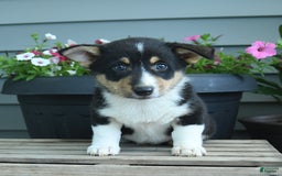 Welsh Corgi Pembroke dogs for sale: Collin - Listing for pets: Caddy, Cabo, Cash, Carmen, Collin, Candy - Image 2