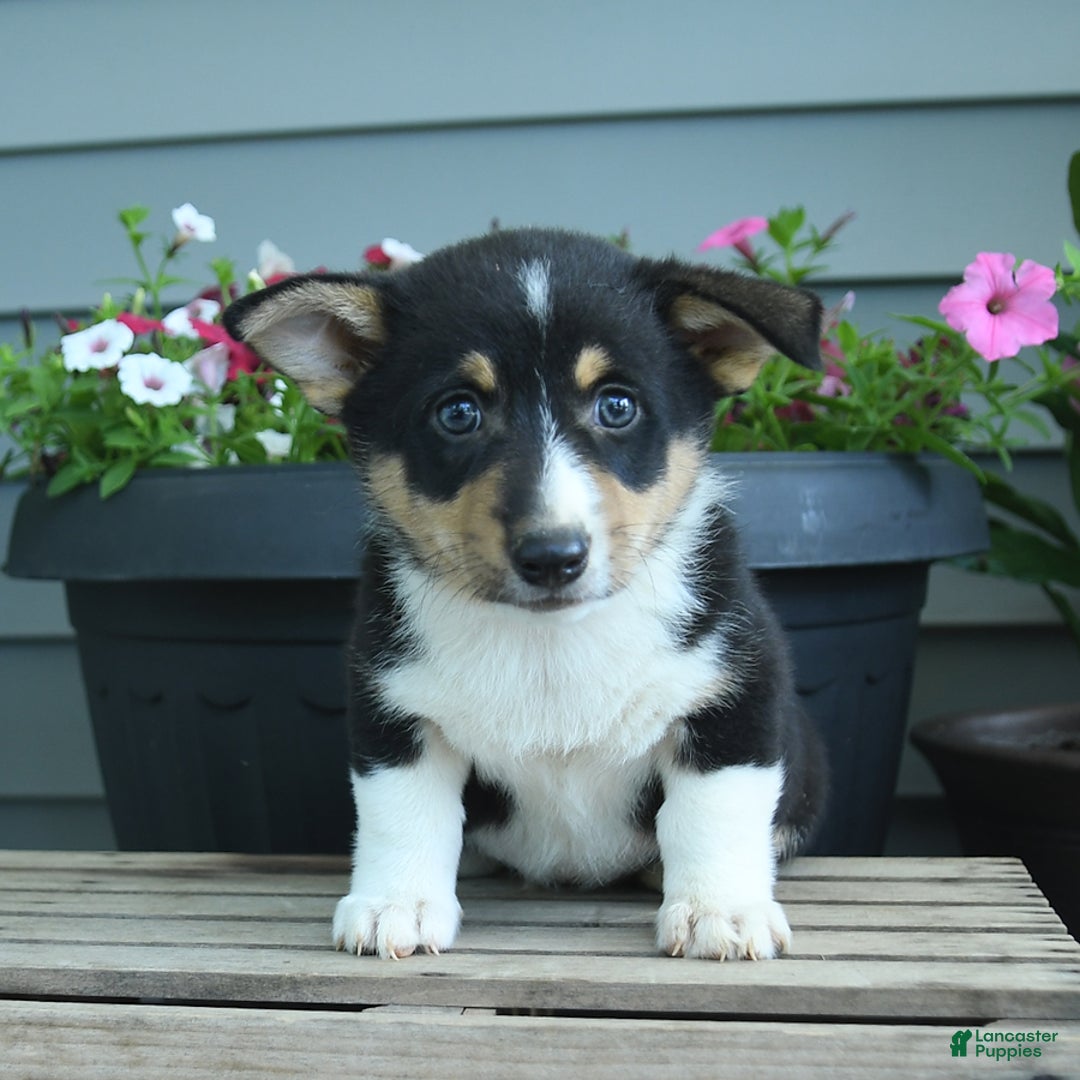 Welsh Corgi Pembroke dogs for sale: Collin - Listing for pets: Caddy, Cabo, Cash, Carmen, Collin, Candy - Image 2
