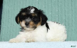 Yorkiepoo dogs for sale: Brent - Image 4