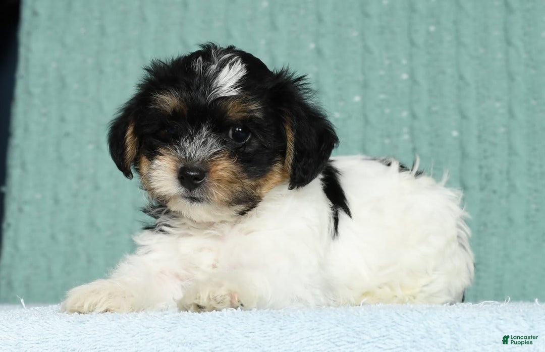Yorkiepoo dogs for sale: Brent - Image 4