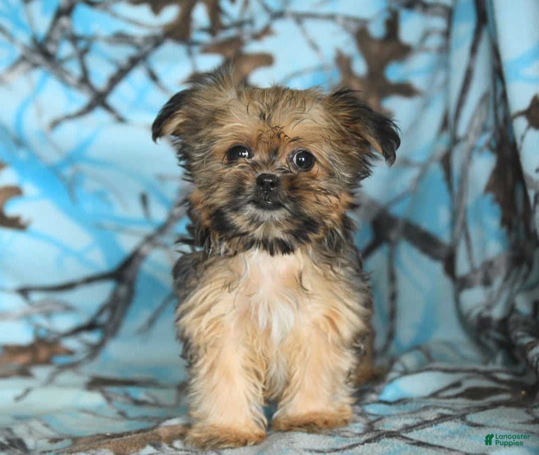 Shorkie dogs for sale: Hudson - Image 15