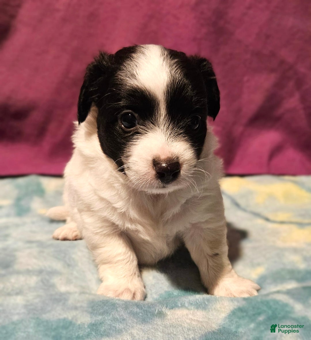 Chihuahua dogs for sale: Nix - Image 15