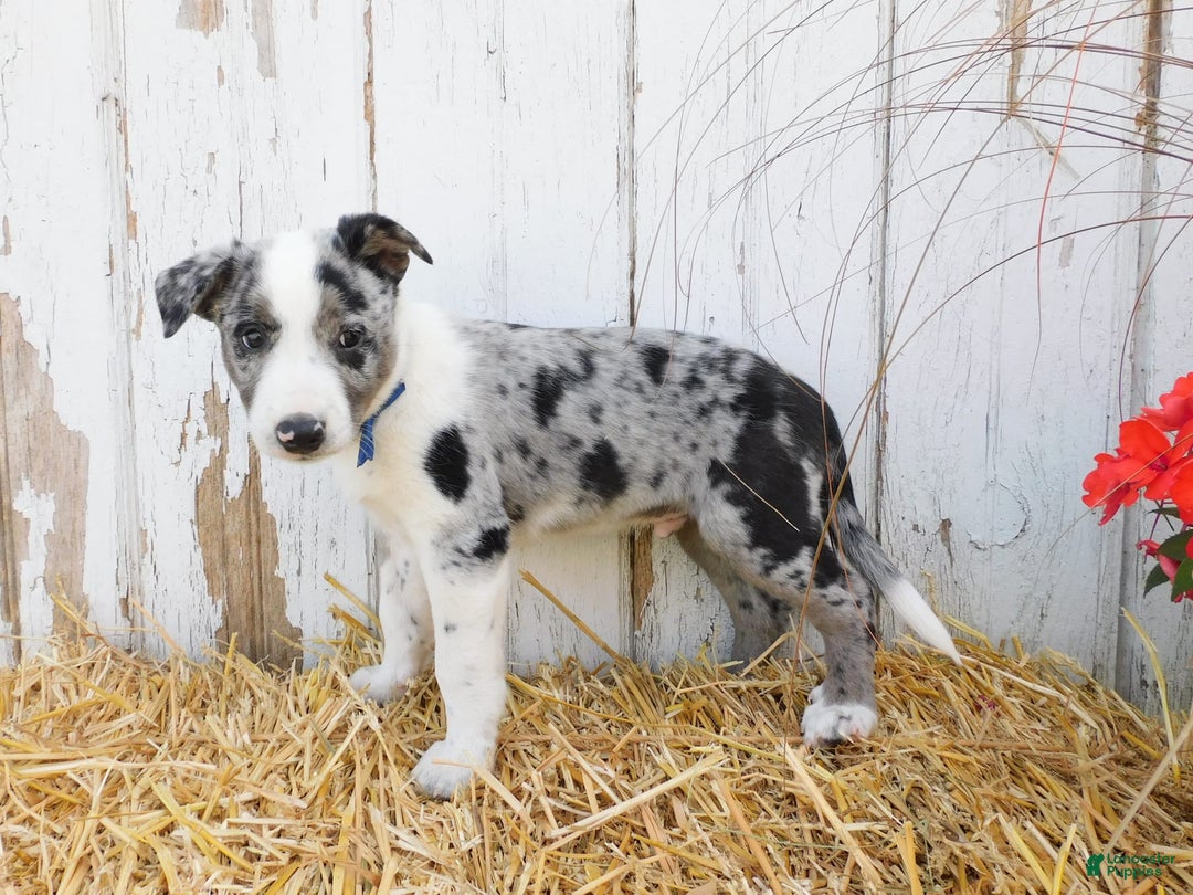 Australian Cattle Dog dogs for sale: Rambo - Image 5