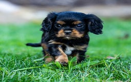 Cavalier King Charles Spaniel dogs for sale: Archie - Image 3