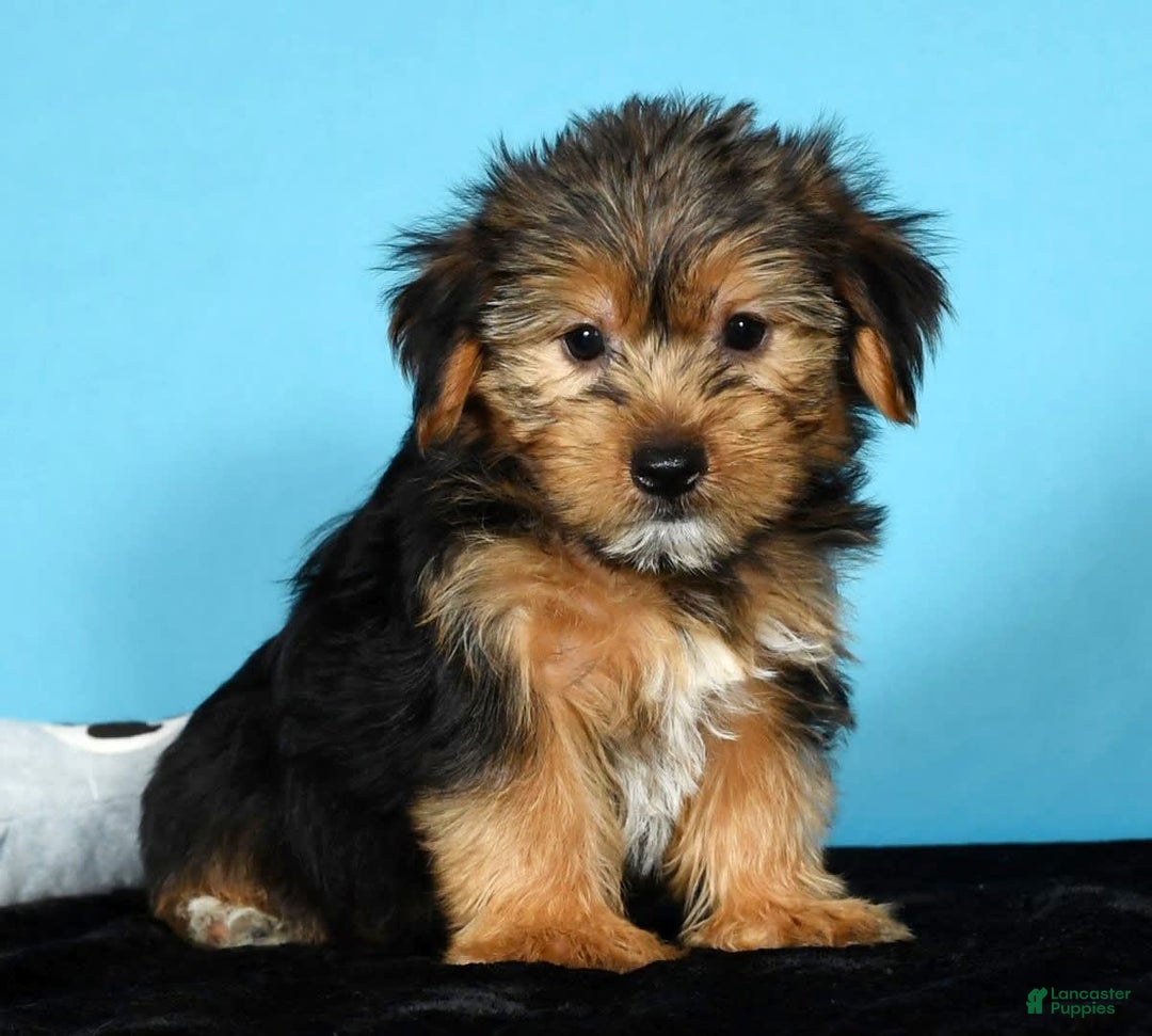 Yorkshire Terrier dogs for sale: Jamie - Image 7