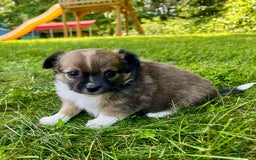 Chihuahua dogs for sale: Liam - Image 11