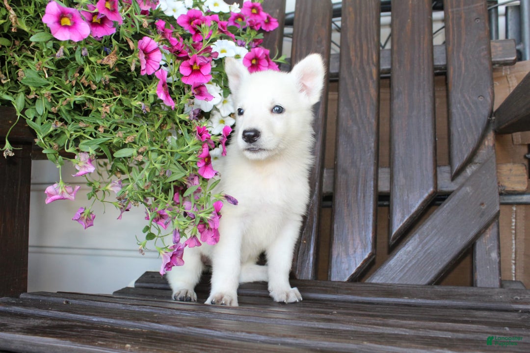 German Shepherd dogs for sale: Jill - Image 4