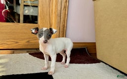 Italian Greyhound dogs for sale: Jace - Image 5
