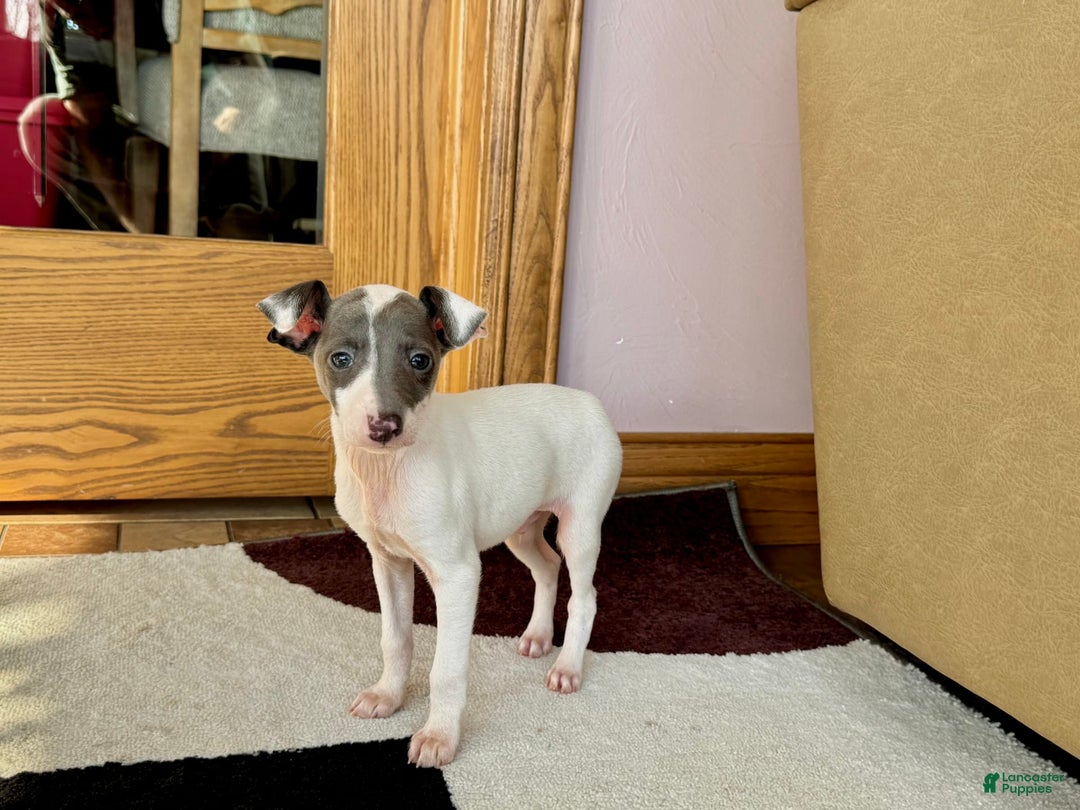 Italian Greyhound dogs for sale: Jace - Image 5