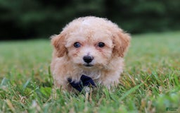 Miniature Poodle dogs for sale: Ricky - Image 4