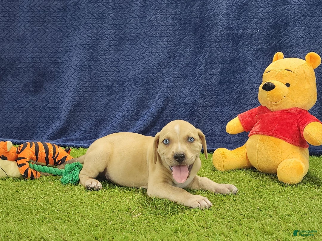 Catahoula Leopard Dog dogs for sale: Tess 2025 Male 1 - Image 7