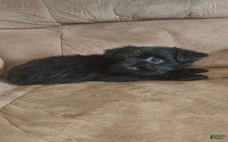 Yorkiepoo dogs for sale: Elvis - Image 5